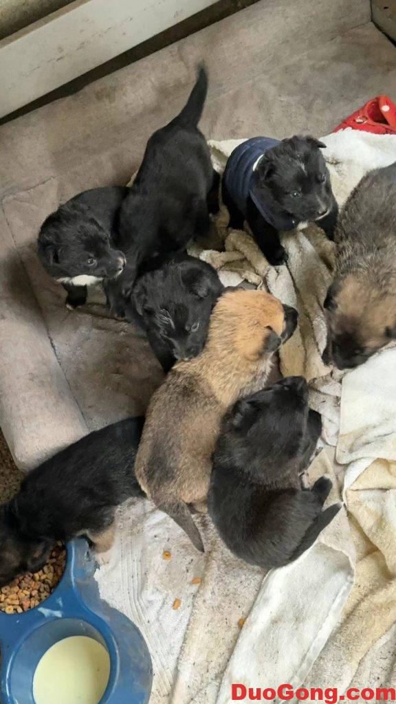 圖片[6]-灣區(qū)出牧羊犬與邊牧的小狗狗-多工網