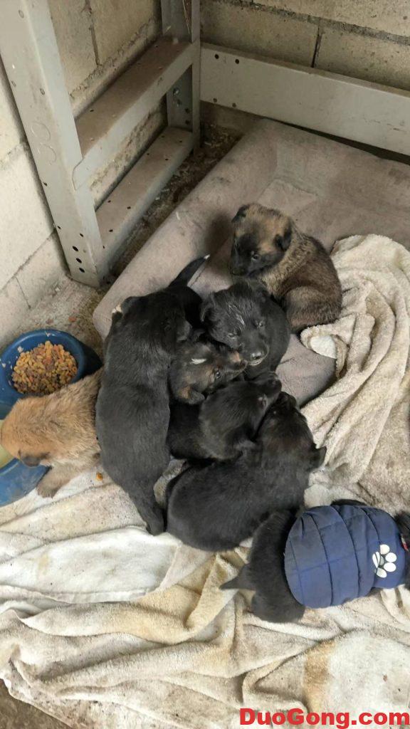 圖片[5]-灣區(qū)出牧羊犬與邊牧的小狗狗-多工網