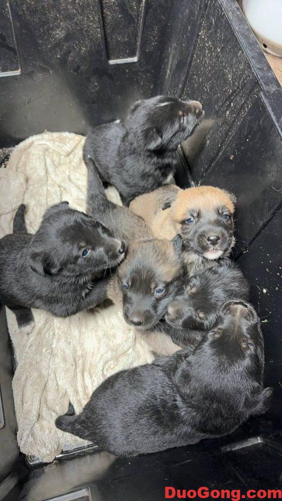 圖片[4]-灣區(qū)出牧羊犬與邊牧的小狗狗-多工網