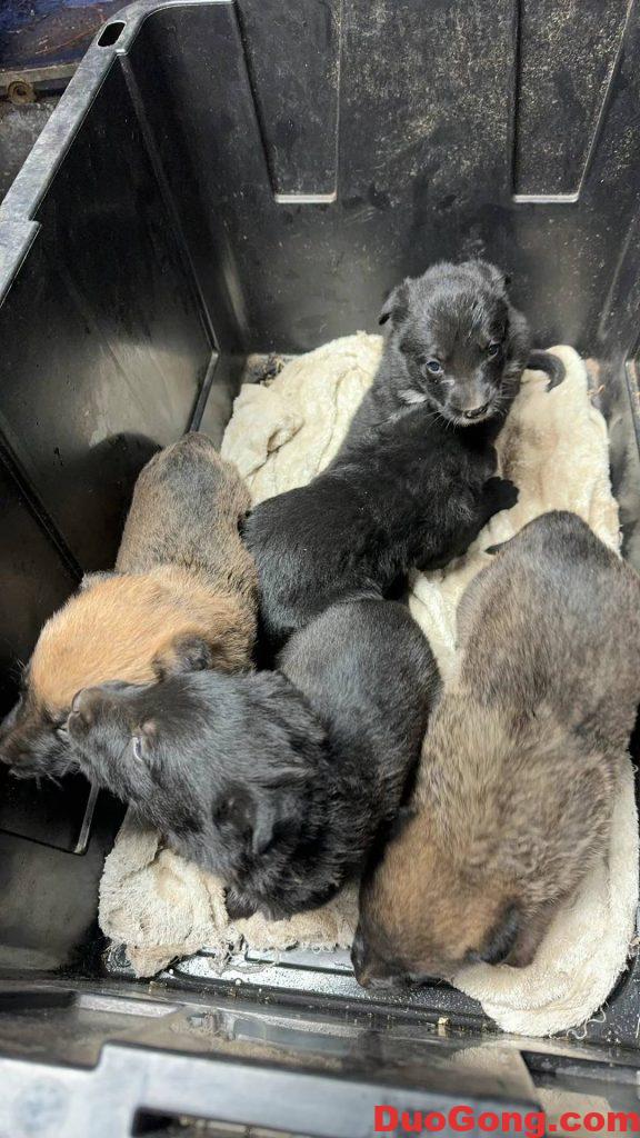 圖片[3]-灣區(qū)出牧羊犬與邊牧的小狗狗-多工網