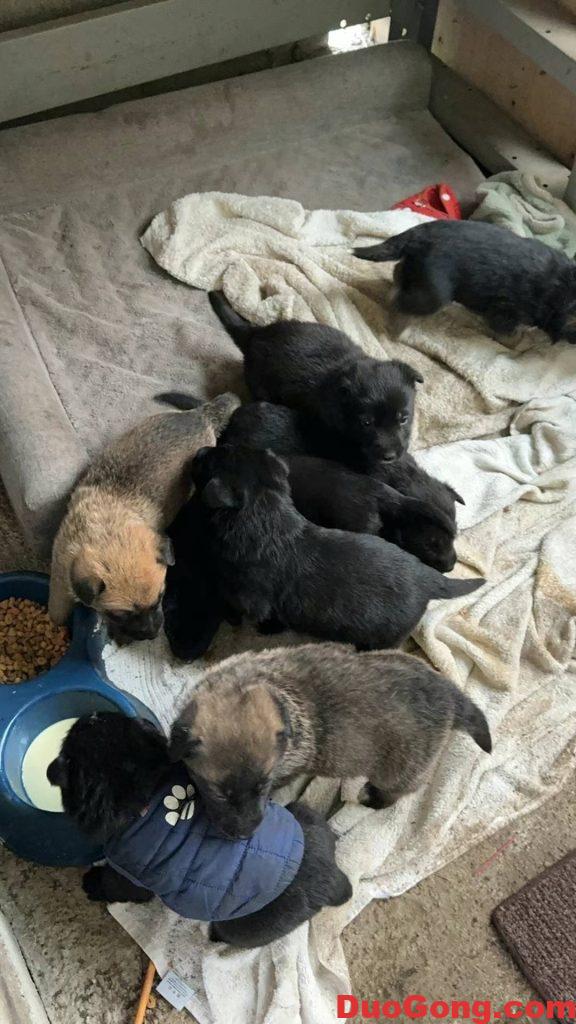 圖片[2]-灣區(qū)出牧羊犬與邊牧的小狗狗-多工網