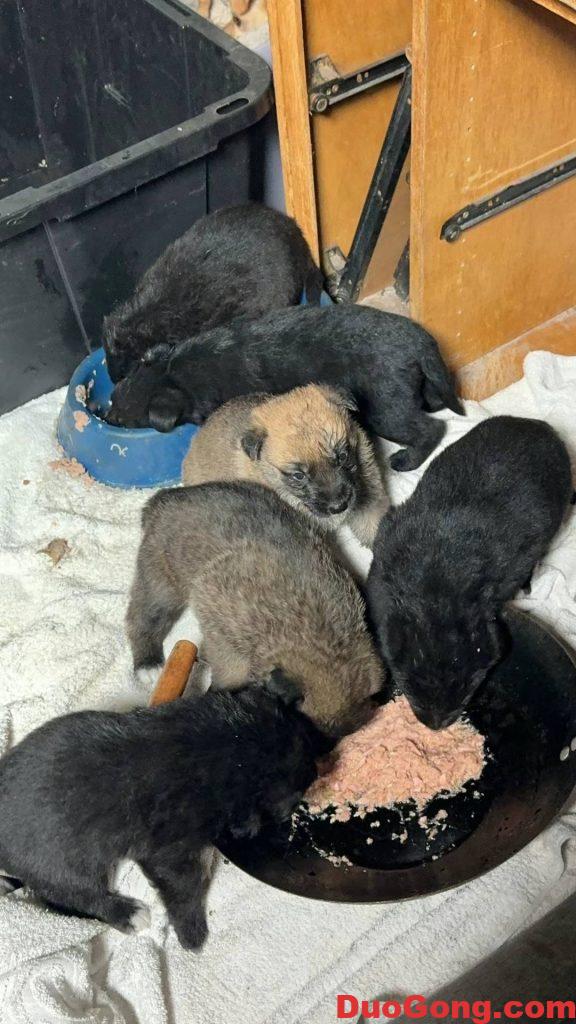 圖片[1]-灣區(qū)出牧羊犬與邊牧的小狗狗-多工網